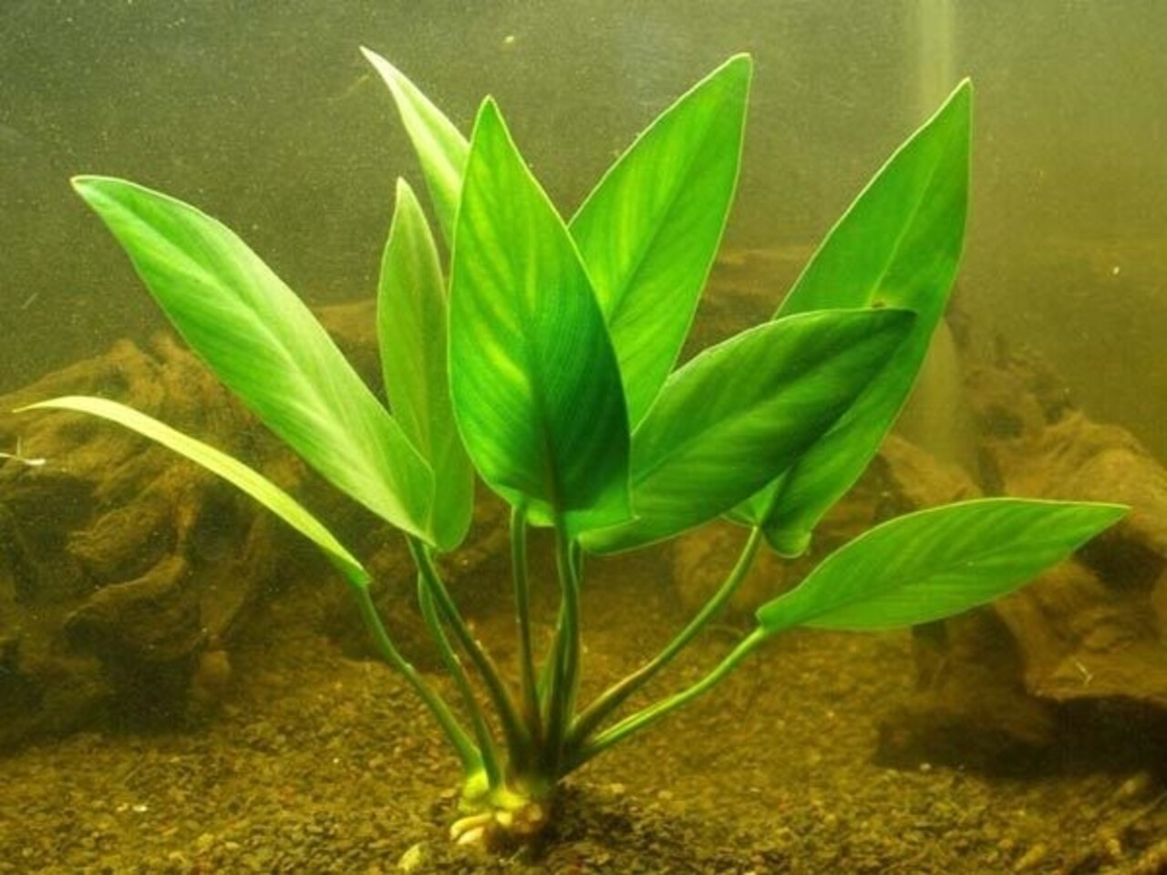 Wasserpflanze Anubias Hastifolia - Extra Groß Wasserpflanze Anubias Hastifolia - Extra Groß