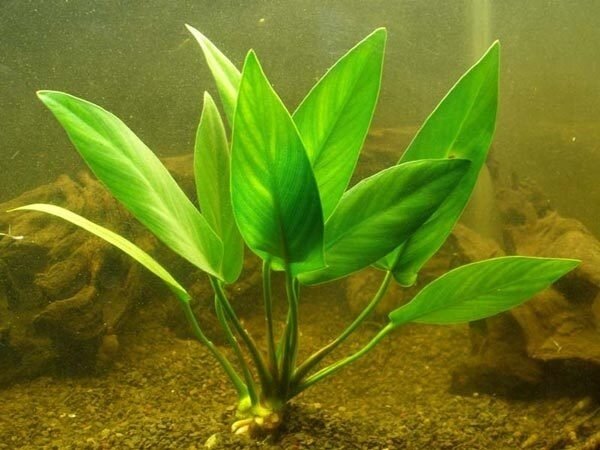 Wasserpflanze Anubias Hastifolia - Extra Groß Wasserpflanze Anubias Hastifolia - Extra Groß