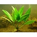 Wasserpflanze Anubias Hastifolia - Extra Groß Wasserpflanze Anubias Hastifolia - Extra Groß