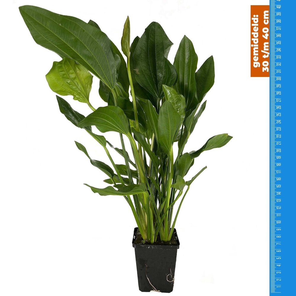 Waterplant Echinodorus Argentinensis - Extra Groß