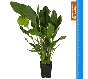 Wasserpflanze Echinodorus Argentinensis - Extra Groß