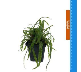 Wasserpflanze Cryptocoryne Balansae - Extra Groß