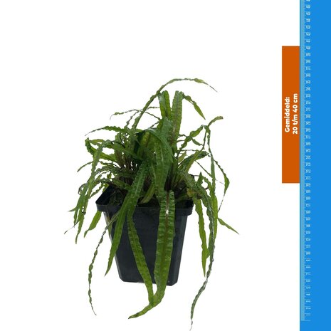 Wasserpflanze Cryptocoryne Balansae - Extra Groß