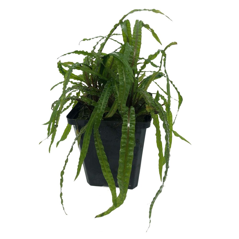 Wasserpflanze Cryptocoryne Balansae - Extra Groß