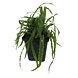 Wasserpflanze Cryptocoryne Balansae - Extra Groß