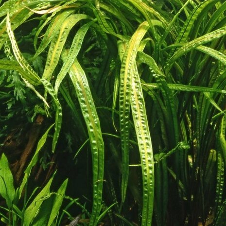 Wasserpflanze Cryptocoryne Balansae - Extra Groß