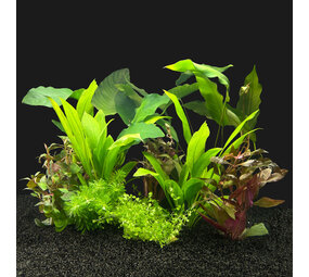 Waterplant Pflanzenpaket Südamerika Large Waterplant Pflanzenpaket Südamerika Large