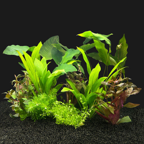 Waterplant Pflanzenpaket Südamerika Large