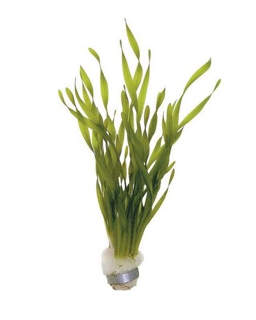 Wasserpflanze Pflanzenpaket Extra Extra Groß Wasserpflanze Pflanzenpaket Extra Extra Groß