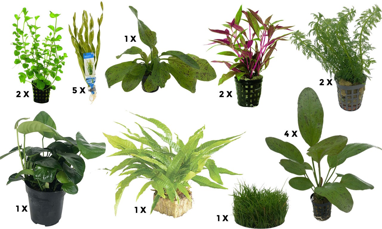 Waterplant Pflanzenpaket Aquarium Discus