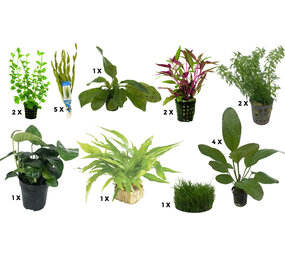 Wasserpflanze Pflanzenpaket Aquarium Discus