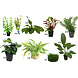 Waterplant Pflanzenpaket Aquarium Discus