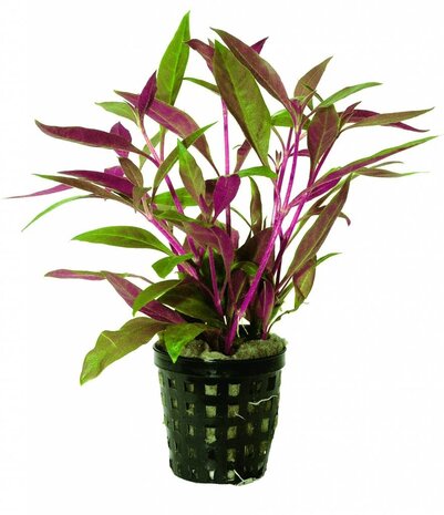 Waterplant Pflanzenpaket Aquarium Discus