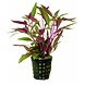 Wasserpflanze Pflanzenpaket Aquarium Discus Wasserpflanze Pflanzenpaket Aquarium Discus