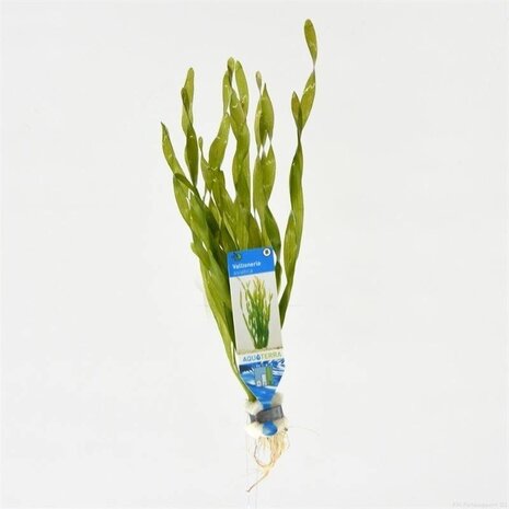 Waterplant Pflanzenpaket Aquarium Discus