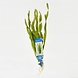 Wasserpflanze Pflanzenpaket Aquarium Discus Wasserpflanze Pflanzenpaket Aquarium Discus