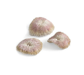 biOrb Plattenkorallen Set biOrb Plattenkorallen Set