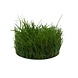 Wasserpflanze Pflanzenpaket Aquarium Discus Wasserpflanze Pflanzenpaket Aquarium Discus