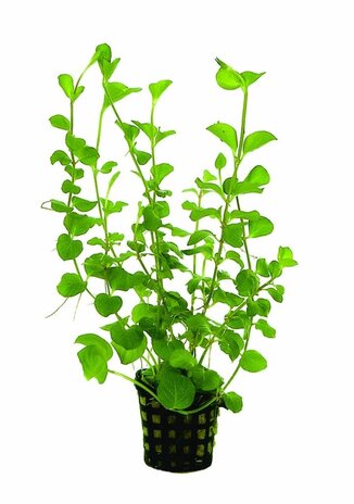 Waterplant Pflanzenpaket Extra Extra Groß Waterplant Pflanzenpaket Extra Extra Groß