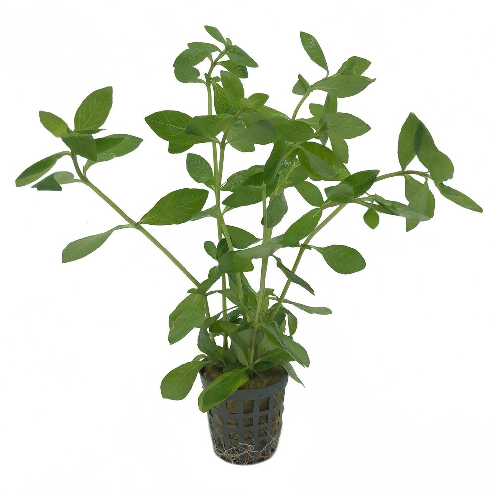 Waterplant Pflanzenpaket Extra Extra Groß Waterplant Pflanzenpaket Extra Extra Groß