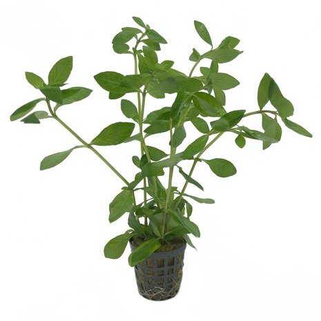 Waterplant Pflanzenpaket Extra Extra Groß Waterplant Pflanzenpaket Extra Extra Groß