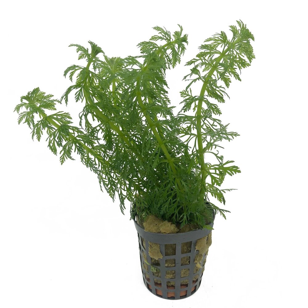 Waterplant Pflanzenpaket Aquarium Discus