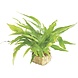 Wasserpflanze Pflanzenpaket Aquarium Discus Wasserpflanze Pflanzenpaket Aquarium Discus