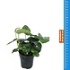 Wasserpflanze Pflanzenpaket Aquarium Discus Wasserpflanze Pflanzenpaket Aquarium Discus