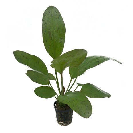 Waterplant Pflanzenpaket Aquarium Discus