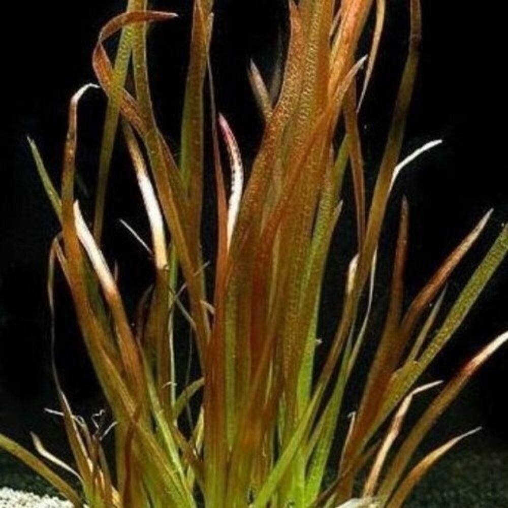Wasserpflanze Vallisneria Spiralis Rotes Büschel Wasserpflanze Vallisneria Spiralis Rotes Büschel