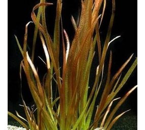 Waterplant Vallisneria Spiralis Rotes Büschel