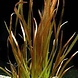 Waterplant Vallisneria Spiralis Rotes Büschel