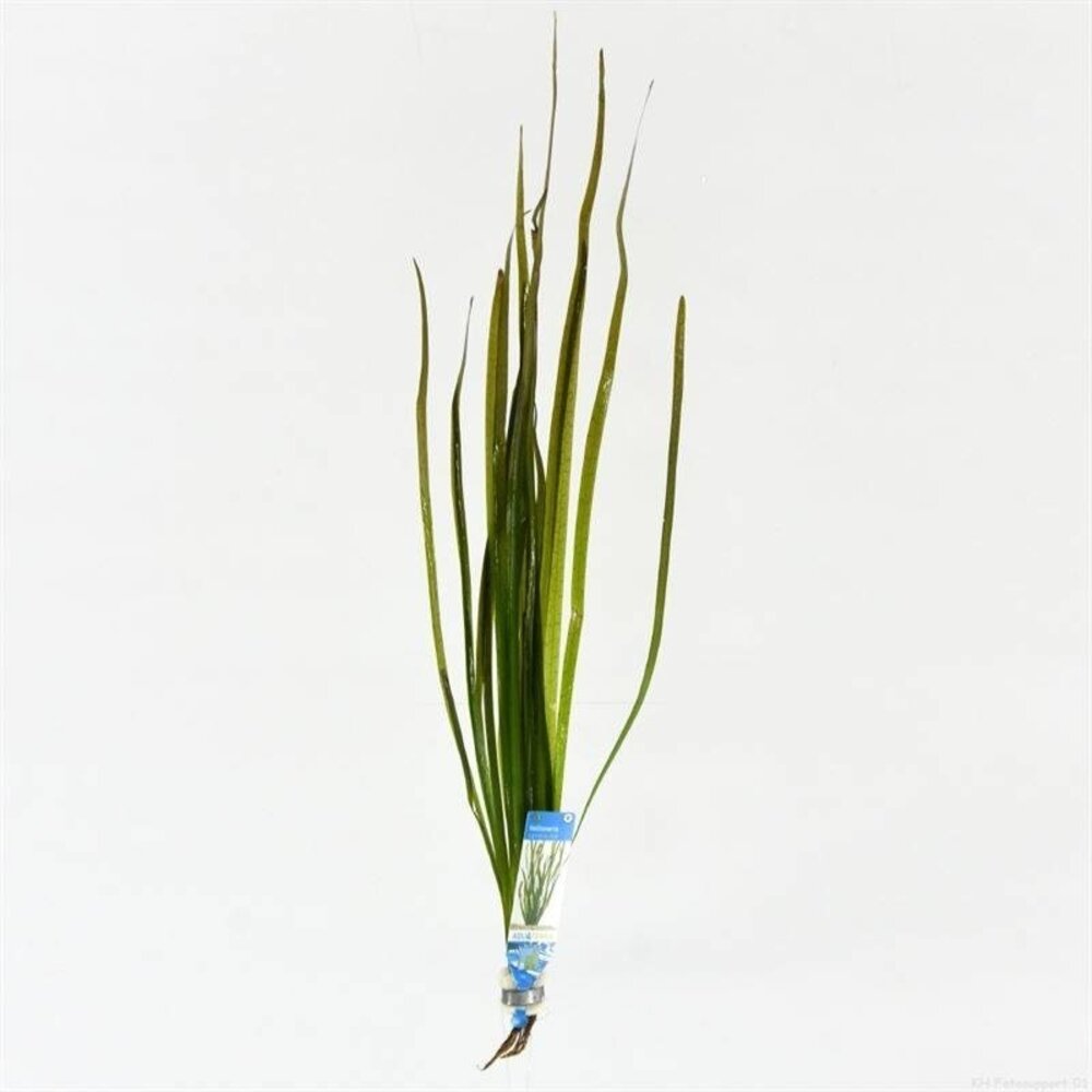 Wasserpflanze Vallisneria Spiralis Rotes Büschel Wasserpflanze Vallisneria Spiralis Rotes Büschel