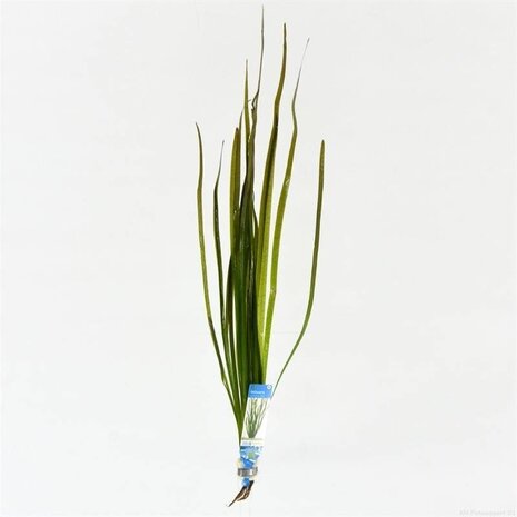 Wasserpflanze Vallisneria Spiralis Rotes Büschel Wasserpflanze Vallisneria Spiralis Rotes Büschel