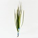 Wasserpflanze Vallisneria Spiralis Rotes Büschel Wasserpflanze Vallisneria Spiralis Rotes Büschel