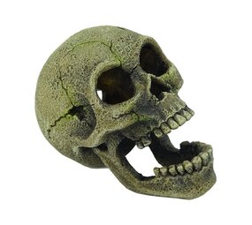 HS Aqua Blue Belle Pacific Creepy 9cm