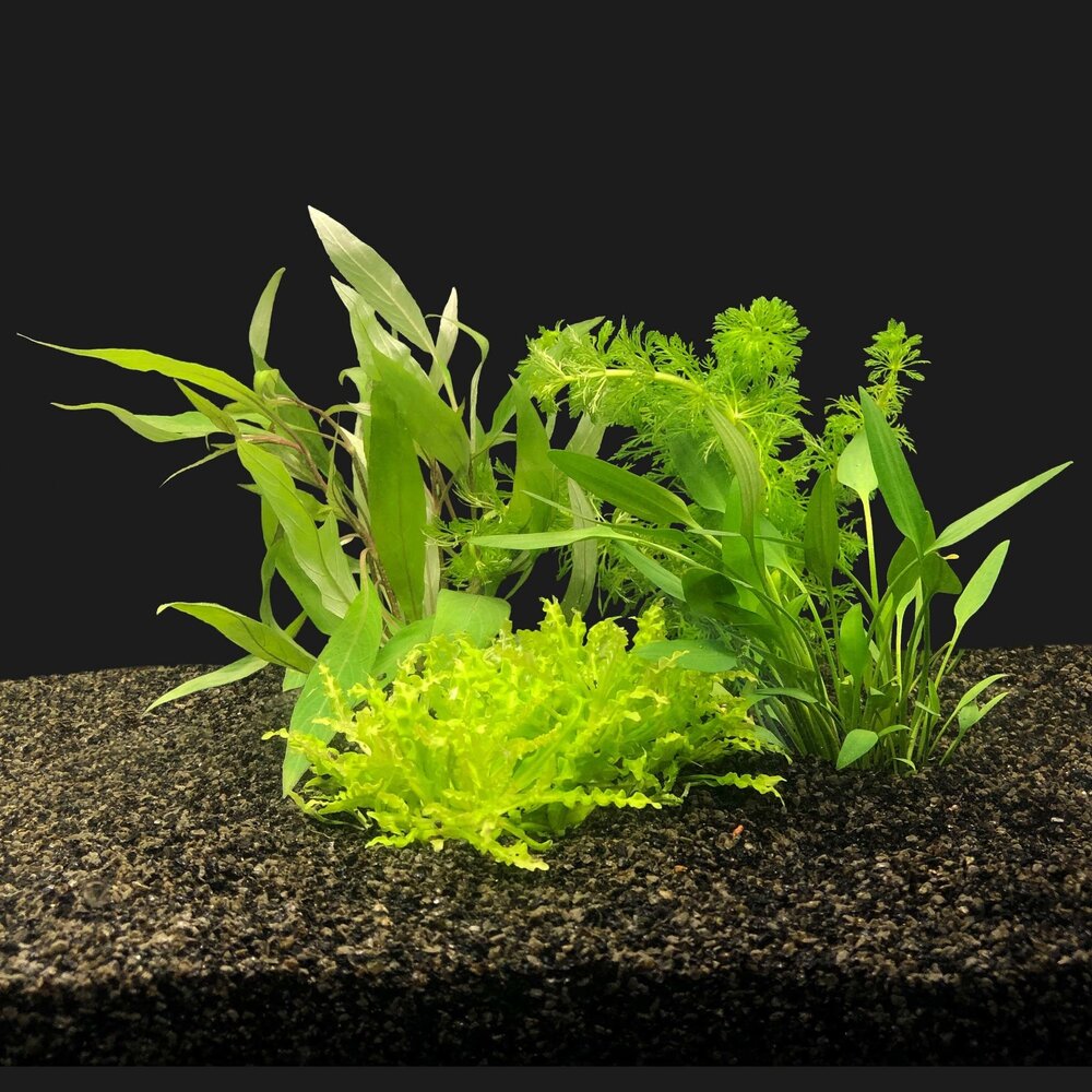 Waterplant Pflanzenpaket Asien klein Waterplant Pflanzenpaket Asien klein