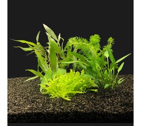 Waterplant Pflanzenpaket Asien klein Waterplant Pflanzenpaket Asien klein