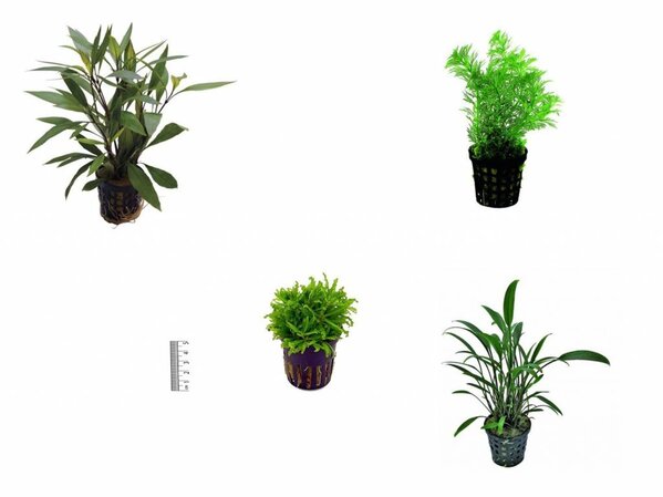 Waterplant Pflanzenpaket Asien klein Waterplant Pflanzenpaket Asien klein