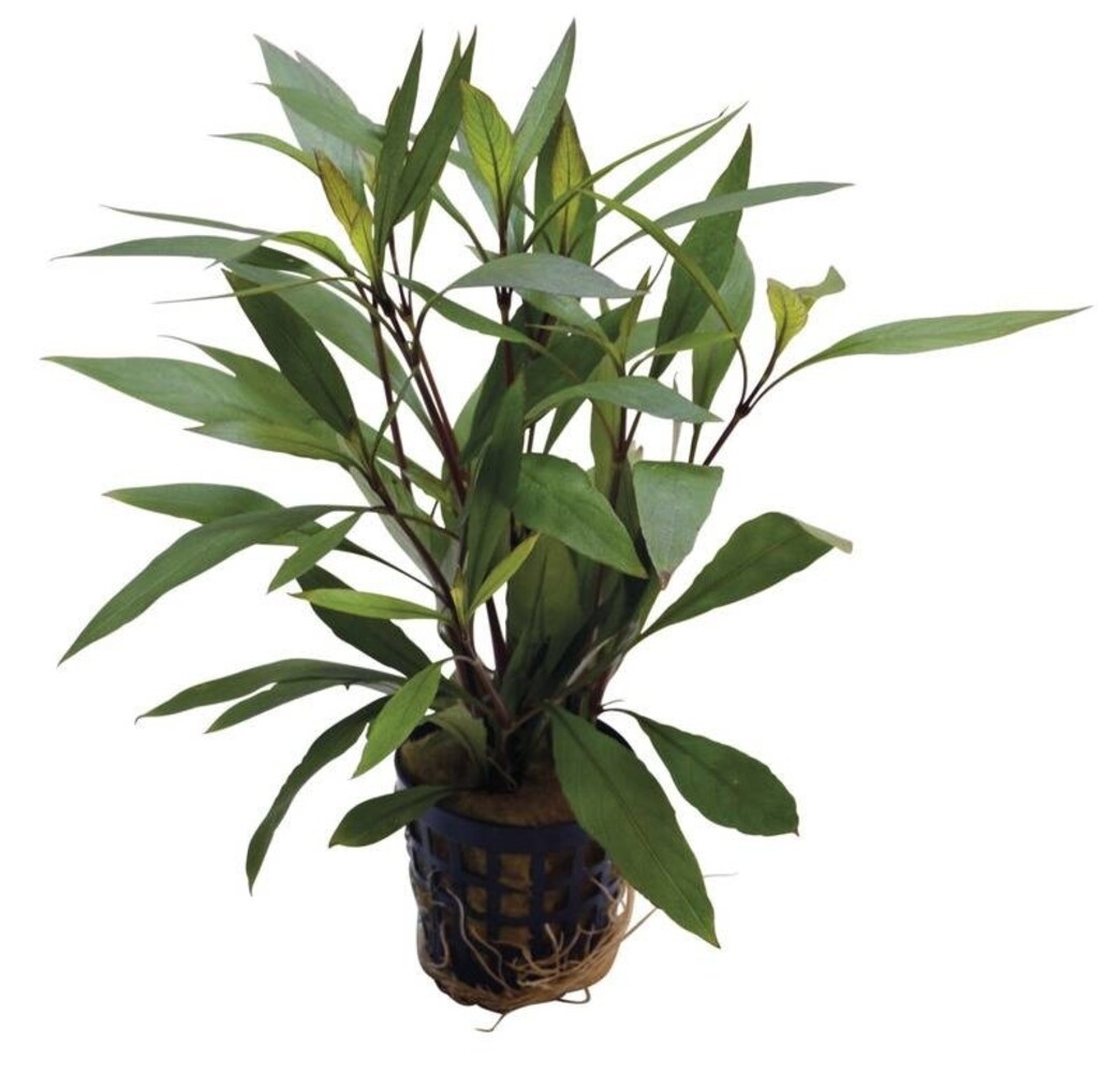 Waterplant Pflanzenpaket Asien klein Waterplant Pflanzenpaket Asien klein