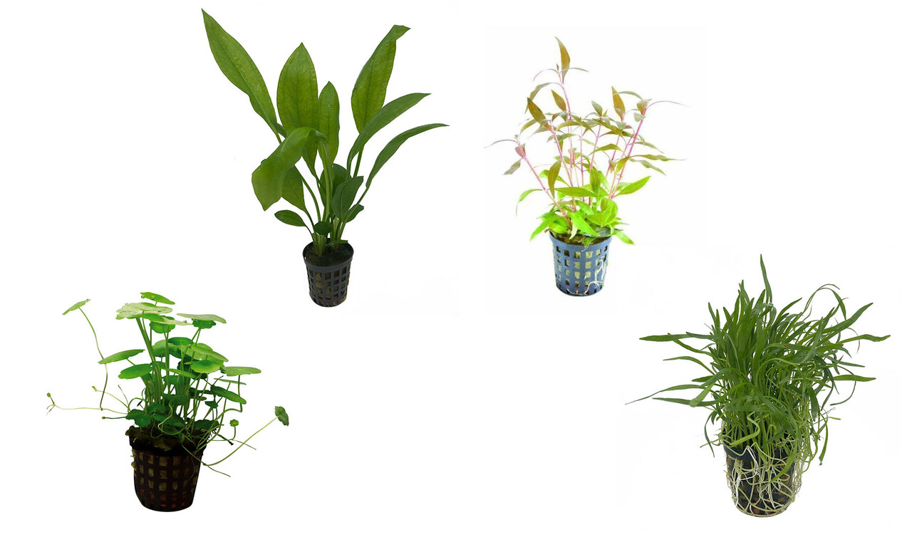 Wasserpflanze Pflanzenpaket Südamerika Small Wasserpflanze Pflanzenpaket Südamerika Small