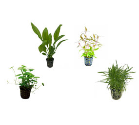 Wasserpflanze Pflanzenpaket Südamerika Small