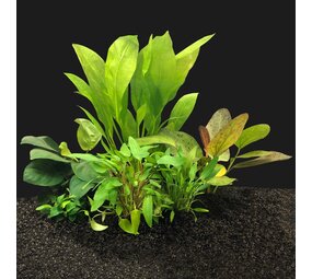 Waterplant Pflanzenpaket Easy Large Waterplant Pflanzenpaket Easy Large