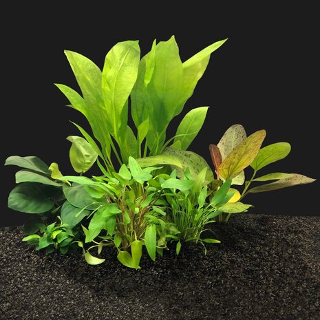 Waterplant Pflanzenpaket Easy Large