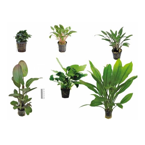 Wasserpflanze Pflanzenpaket Easy Large Wasserpflanze Pflanzenpaket Easy Large