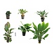 Wasserpflanze Pflanzenpaket Easy Large Wasserpflanze Pflanzenpaket Easy Large