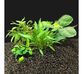 Waterplant Pflanzenpaket Extra Small 1 Waterplant Pflanzenpaket Extra Small 1