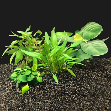 Waterplant Pflanzenpaket Extra Small 1 Waterplant Pflanzenpaket Extra Small 1