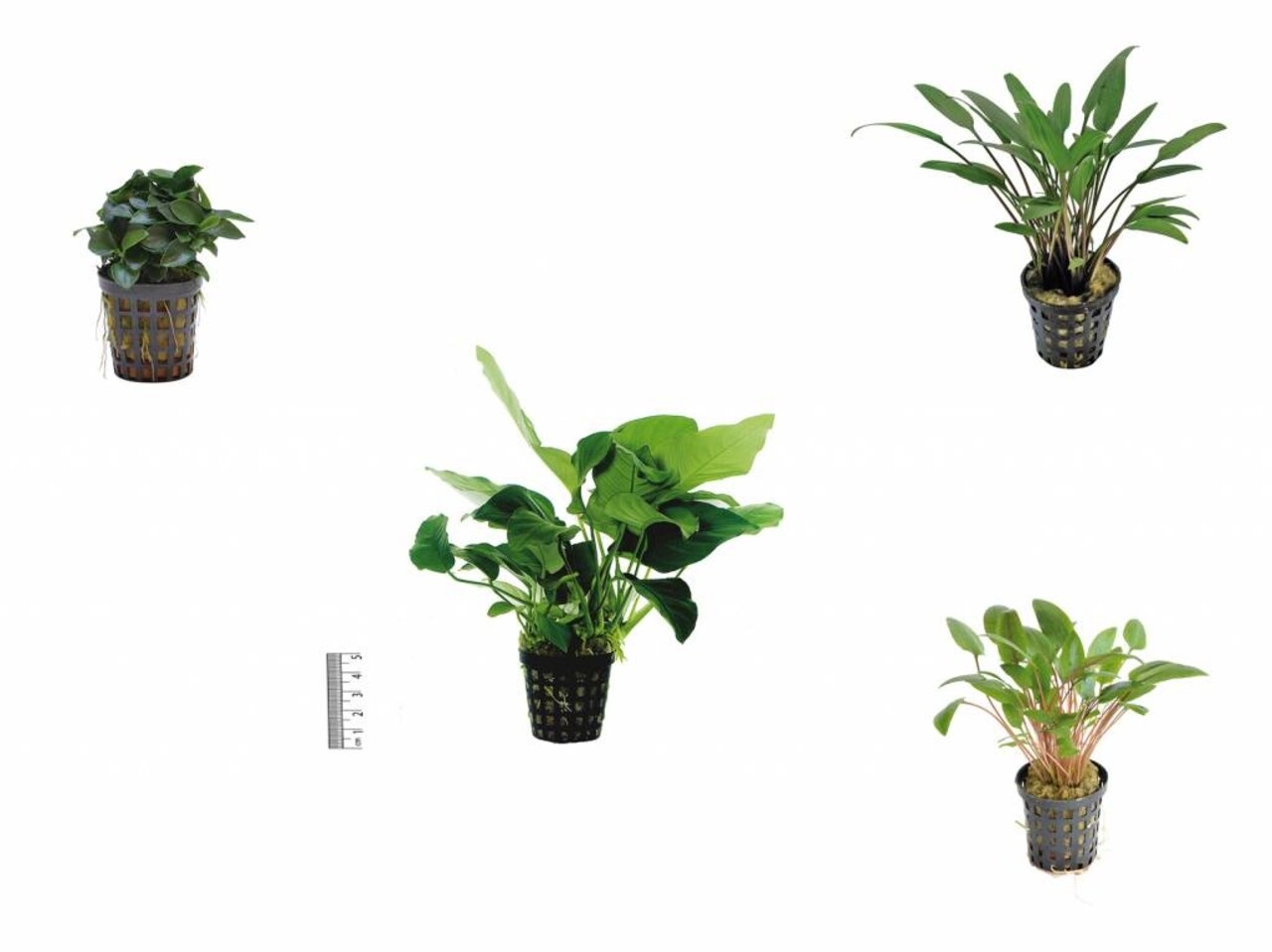 Waterplant Pflanzenpaket Extra Small 1 Waterplant Pflanzenpaket Extra Small 1
