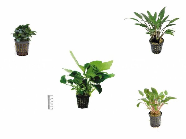 Wasserpflanze Pflanzenpaket Extra Small 1